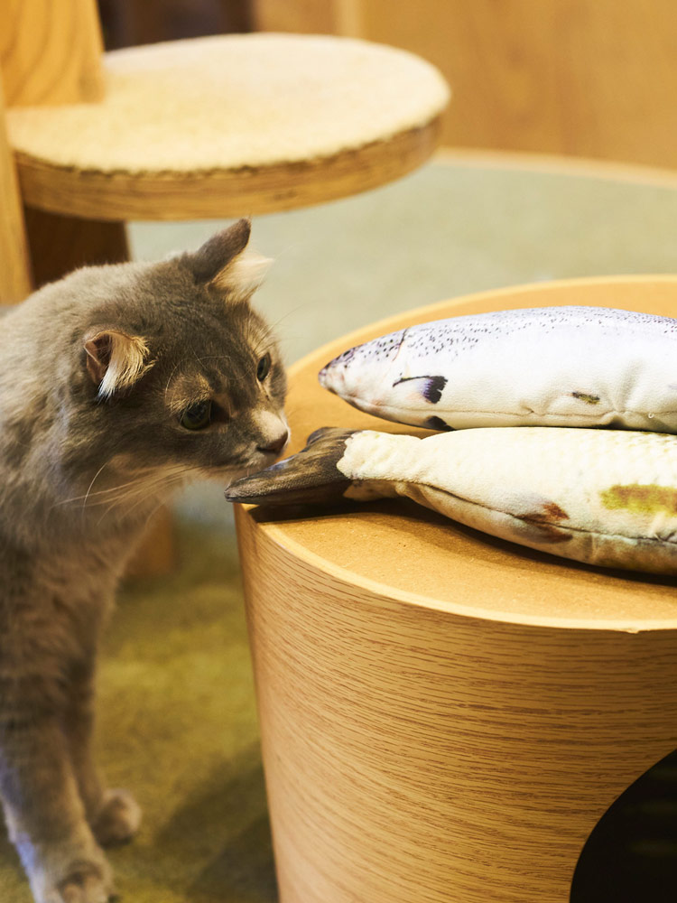 猫 おもちゃ リアル お魚 ネコ ねこ 一人遊び ぬいぐるみ 抱き枕 蹴りぐるみ 運動不足 ストレス ペット用おもちゃ |  大きいサイズの服【サカゼン公式通販】